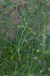 Corn spurry 